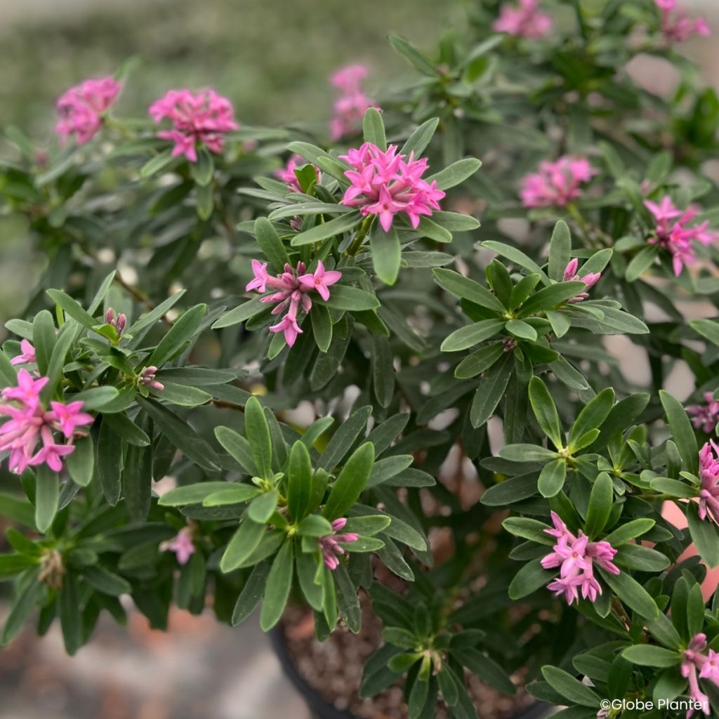 Daphne transatlantica Bella Rose