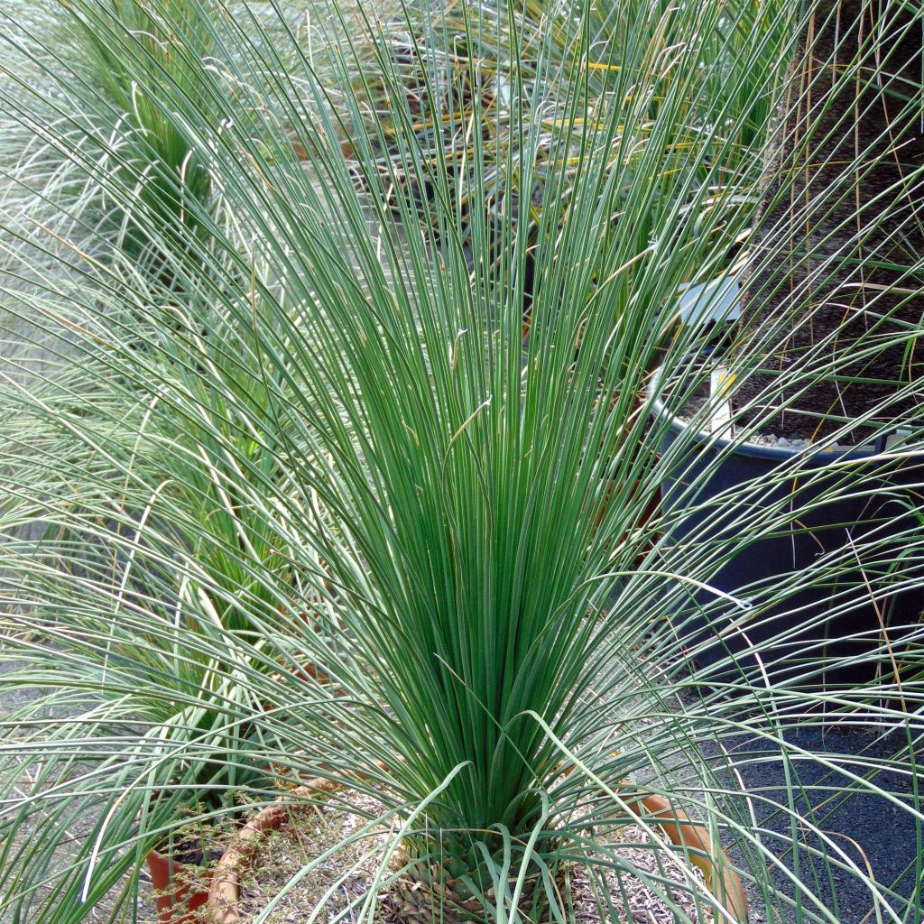 Dasylirion longissimum - Sotol