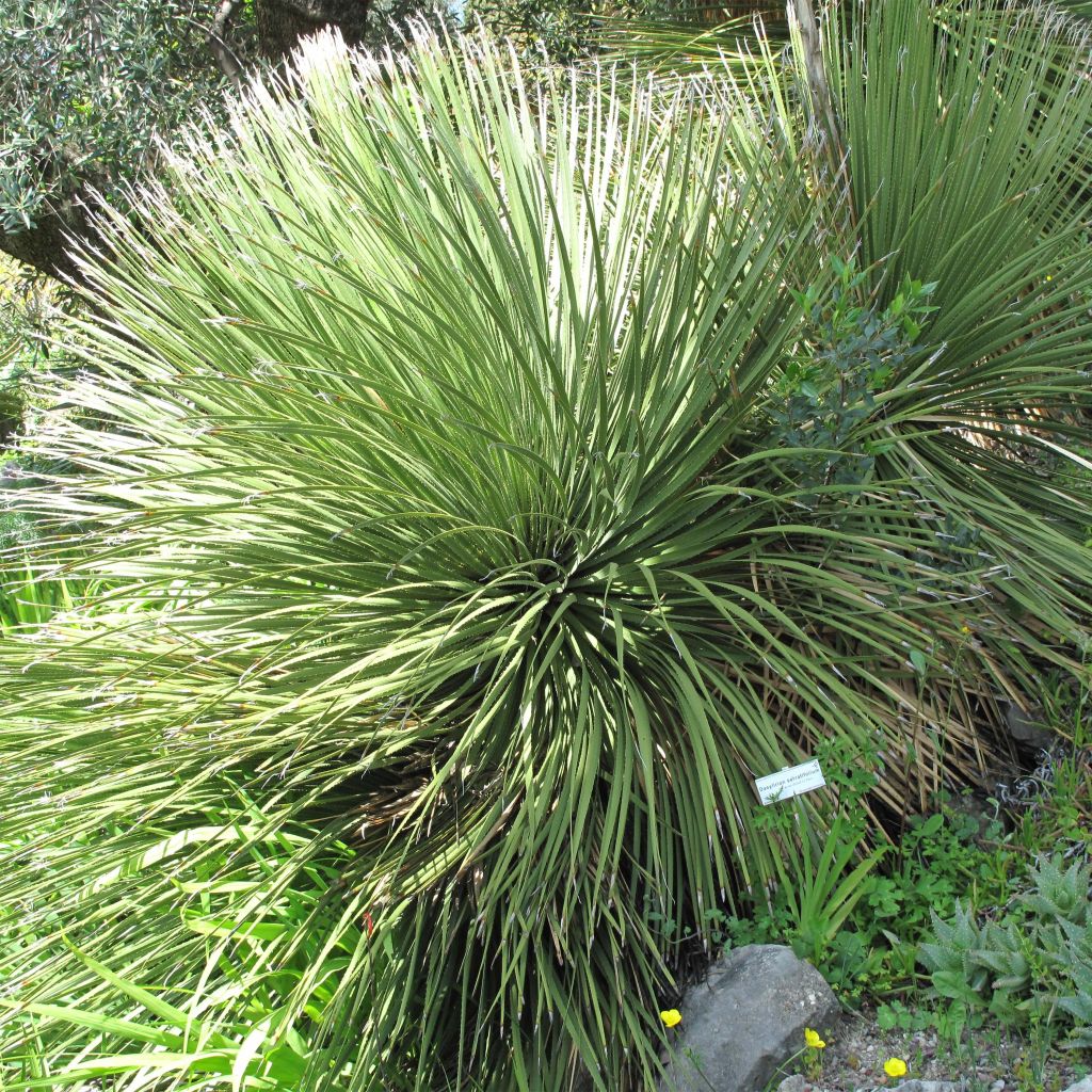 Dasylirion serratifolium - Sotol