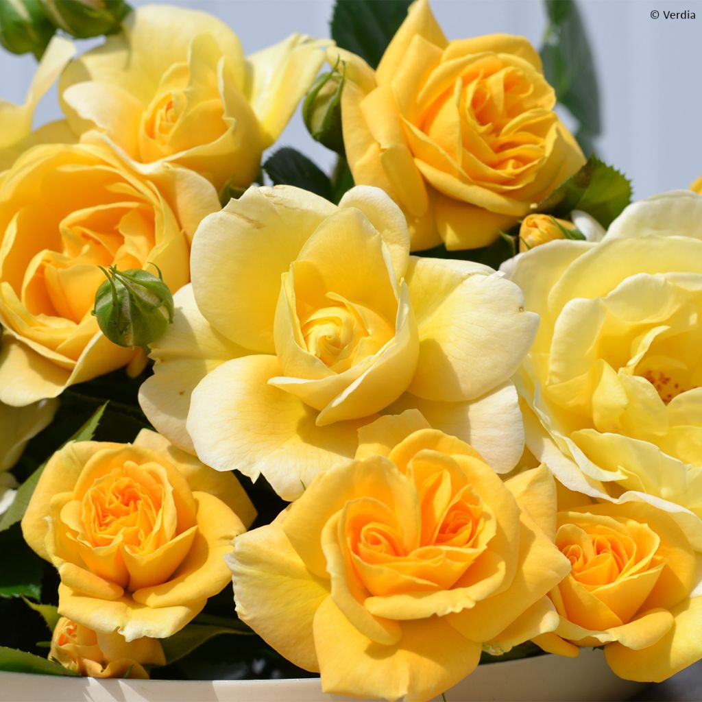 Rosier Decorosier® Soleya® (Noa71610)