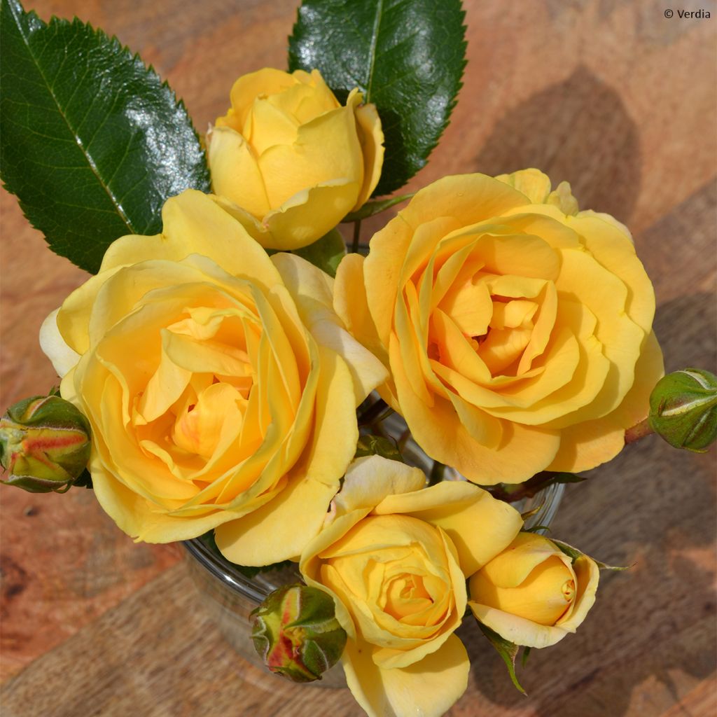 Rosier Decorosier® Soleya® (Noa71610)