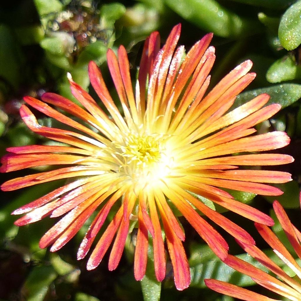 Delosperma Wheels of Wonder Fire - Ice Plant