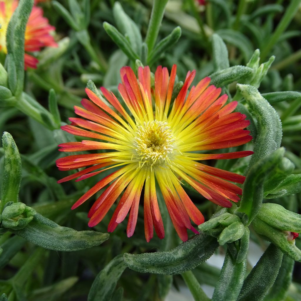 Delosperma Wheels of Wonder Fire - Ice Plant