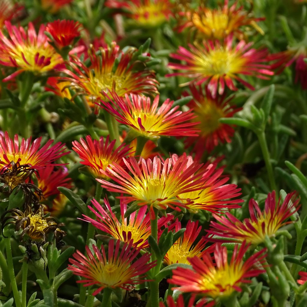 Delosperma Wheels of Wonder Fire - Ice Plant