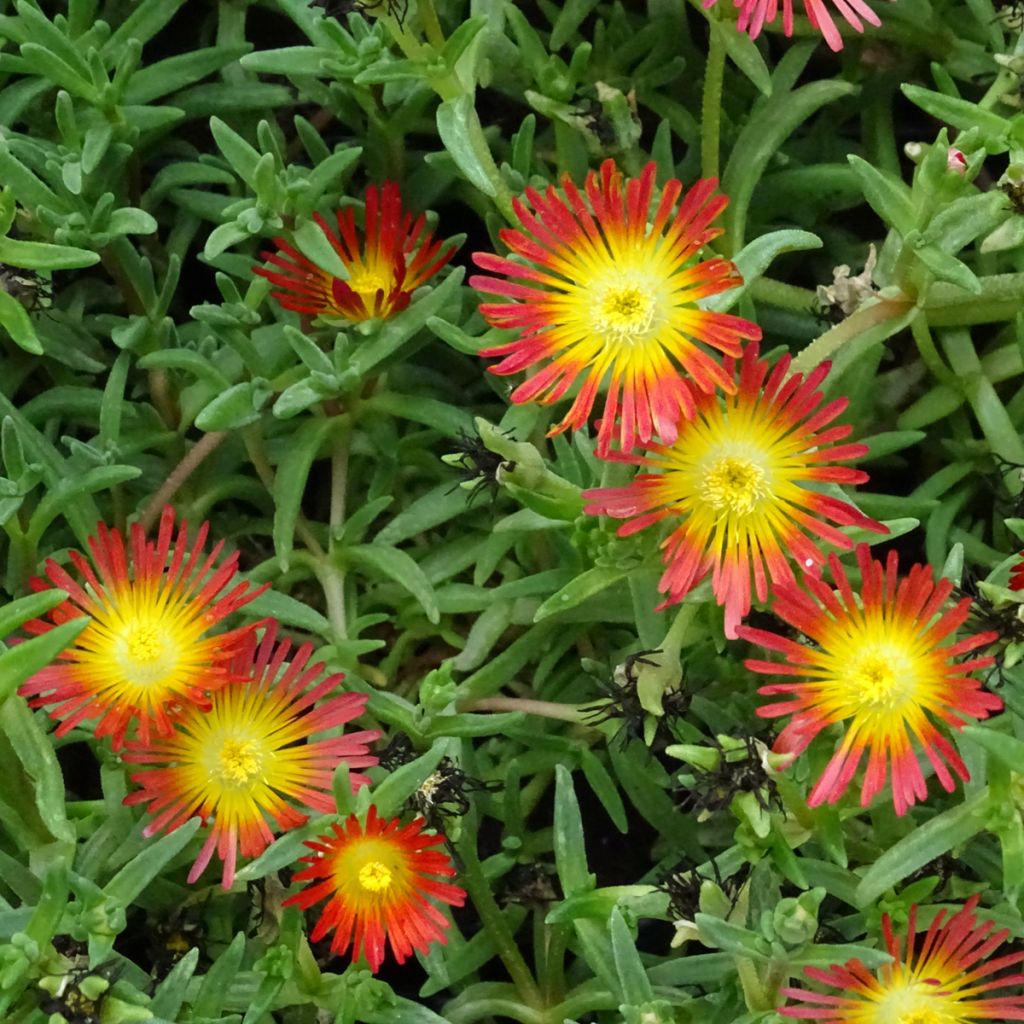 Delosperma Wheels of Wonder Fire - Ice Plant