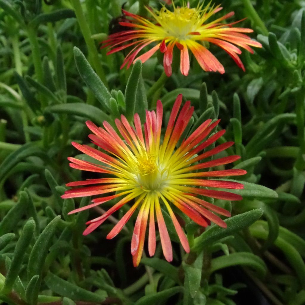 Delosperma Wheels of Wonder Fire - Ice Plant