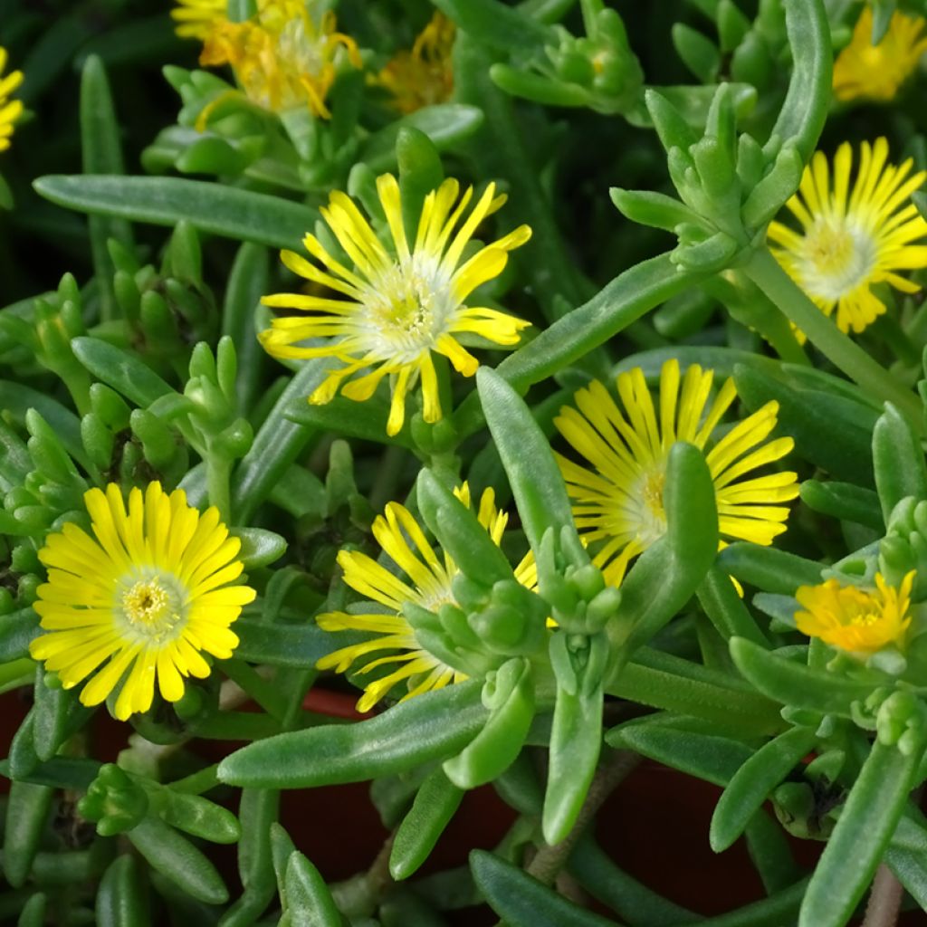 Delosperma Wheels of Wonder Golden - Ice Plant