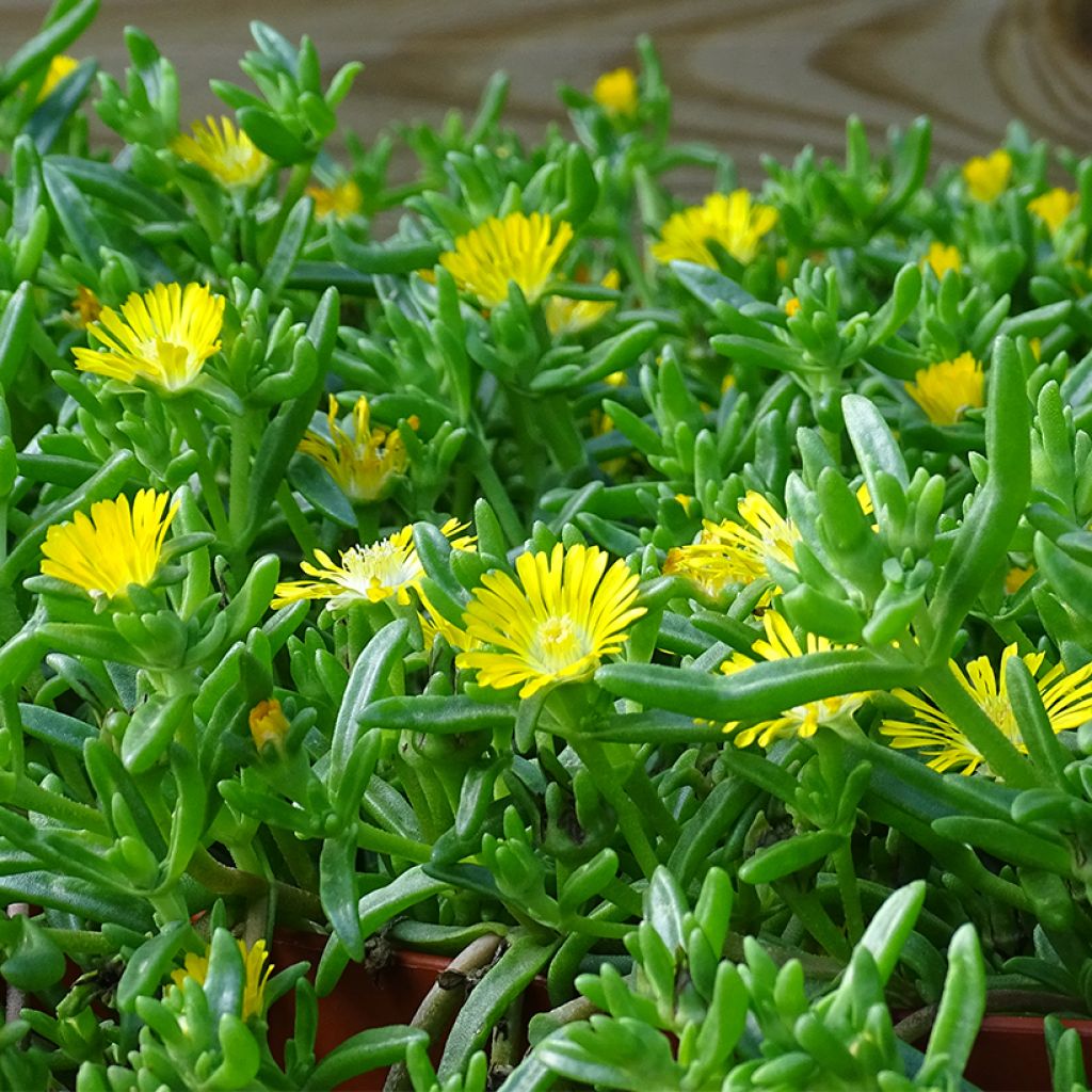 Delosperma Wheels of Wonder Golden - Ice Plant