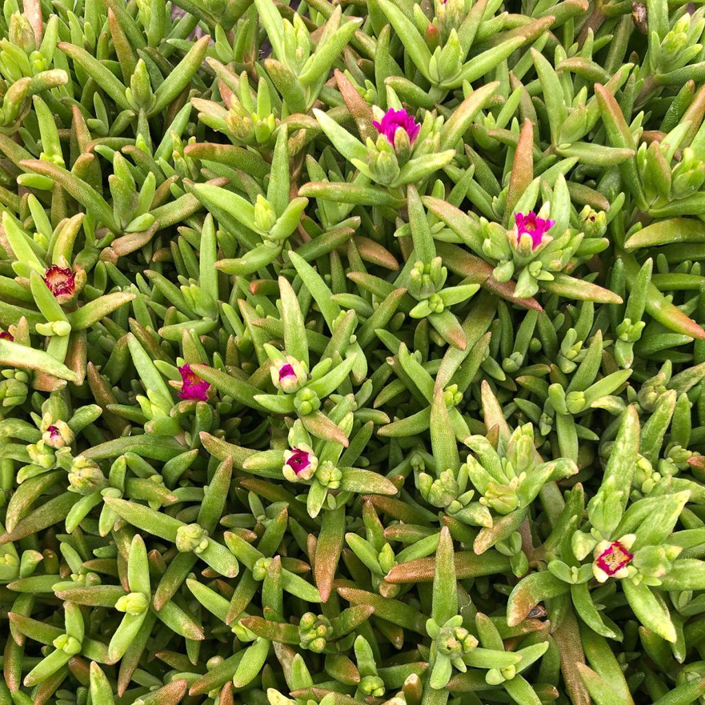Delosperma Wheels of Wonder Hot Pink - Ice Plant