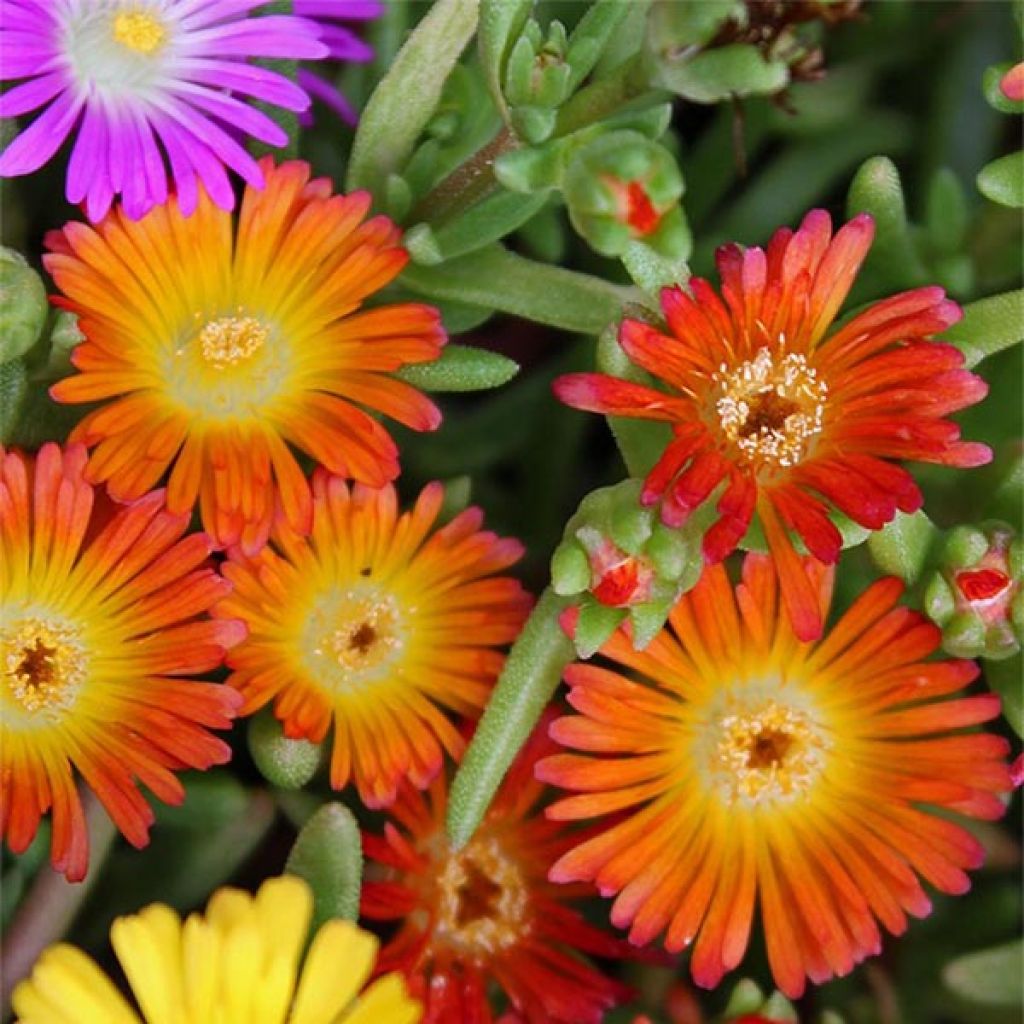 Delosperma Wheels of Wonder Orange - Ice Plant