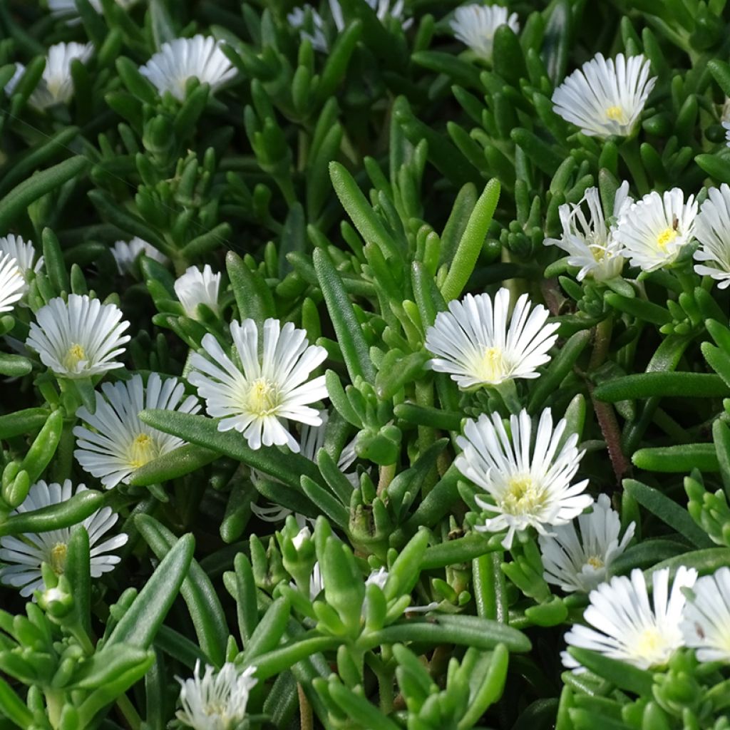 Delosperma Wheels of Wonder White - Ice Plant