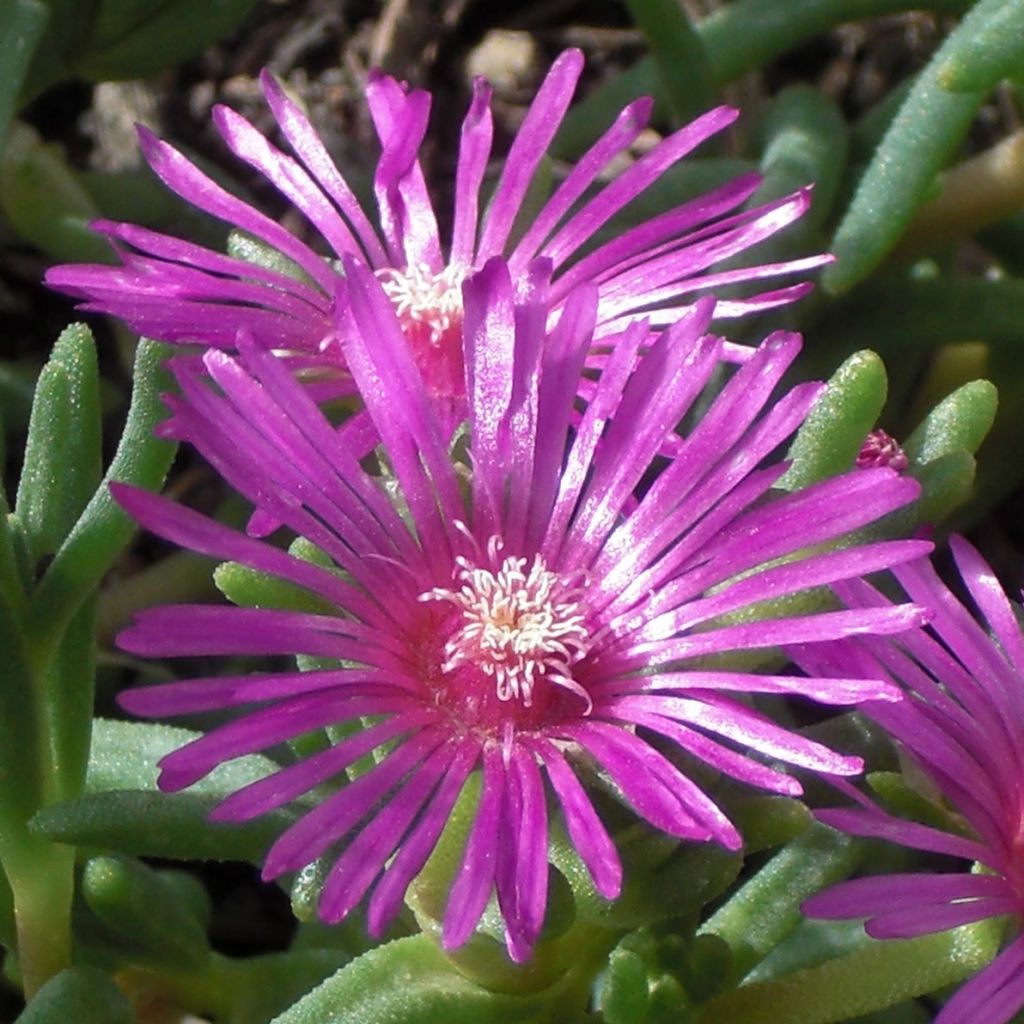 Delosperma cooperi