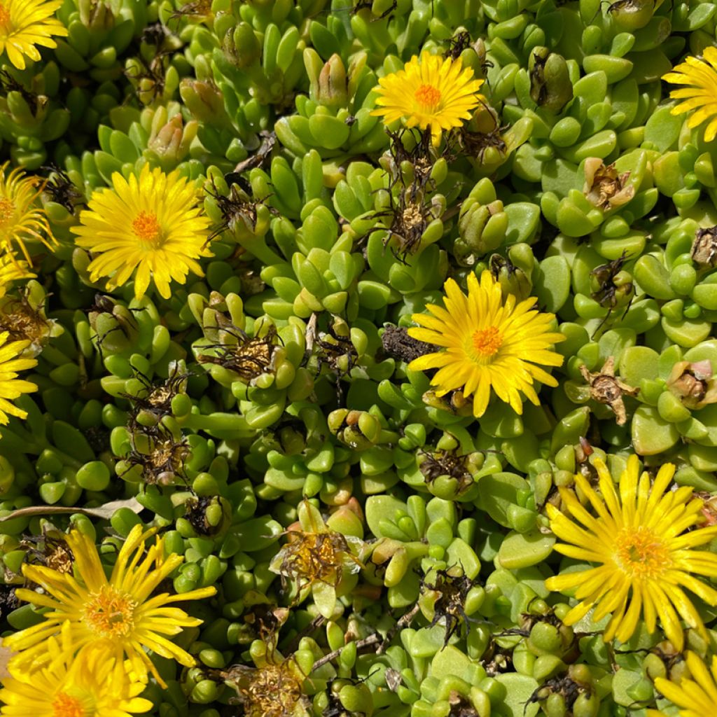 Delosperma lineare
