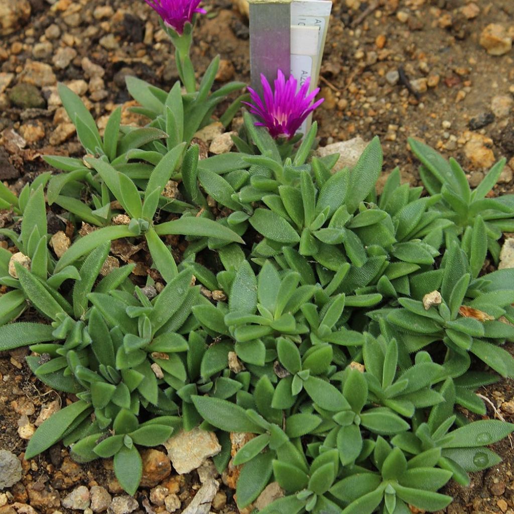 Delosperma sutherlandii