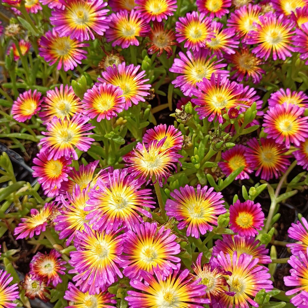 Delosperma Wheels of Wonder Hot Pink - Ice Plant
