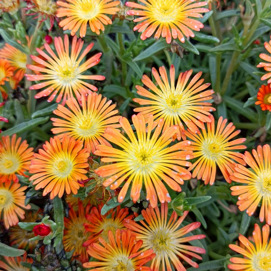 Delosperma Wheels of Wonder Orange - Ice Plant