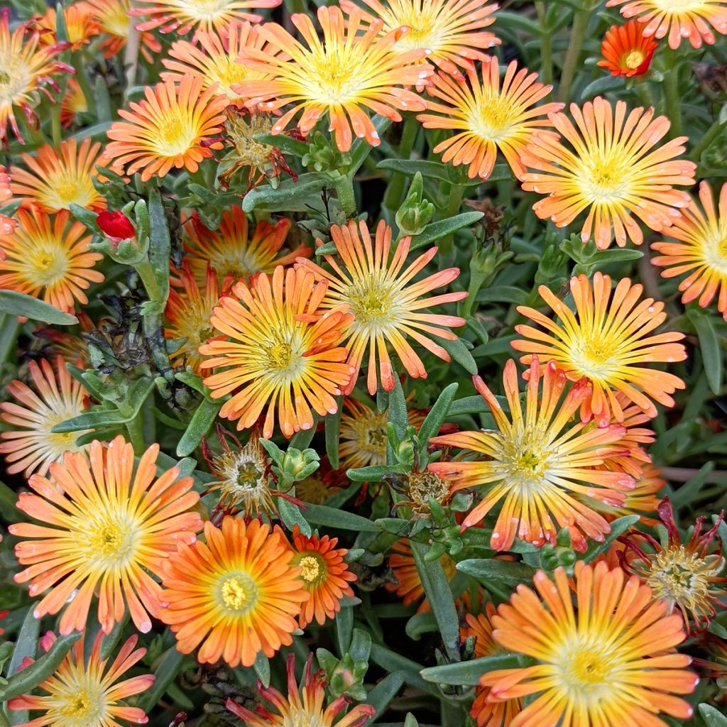 Delosperma Wheels of Wonder Orange - Ice Plant