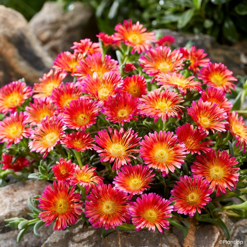 Delosperma nubigenum Ocean Sunset® Orange Glow 