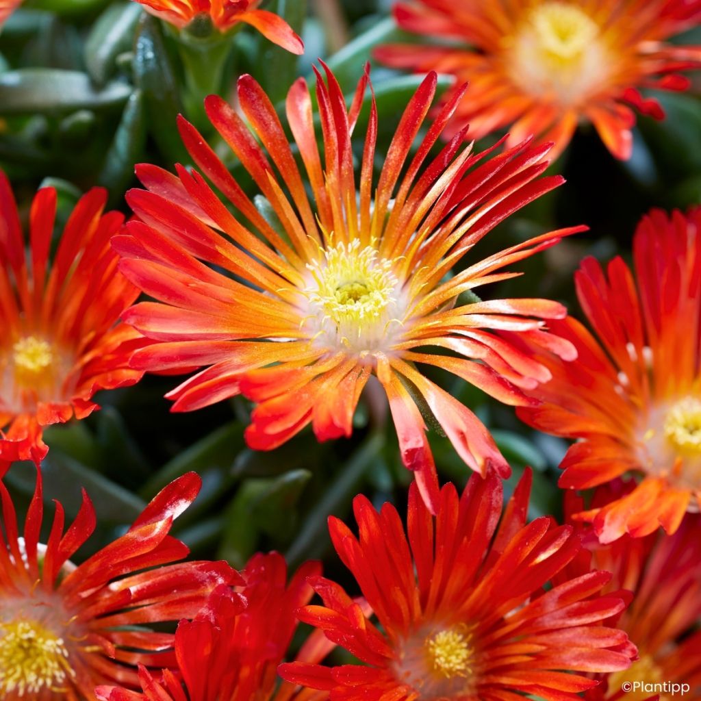 Delosperma Sunset® Orange Vibe -Ice plant
