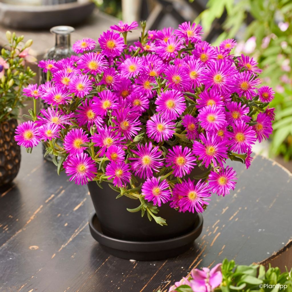 Delosperma Ocean Sunset® Violet - Ice plant