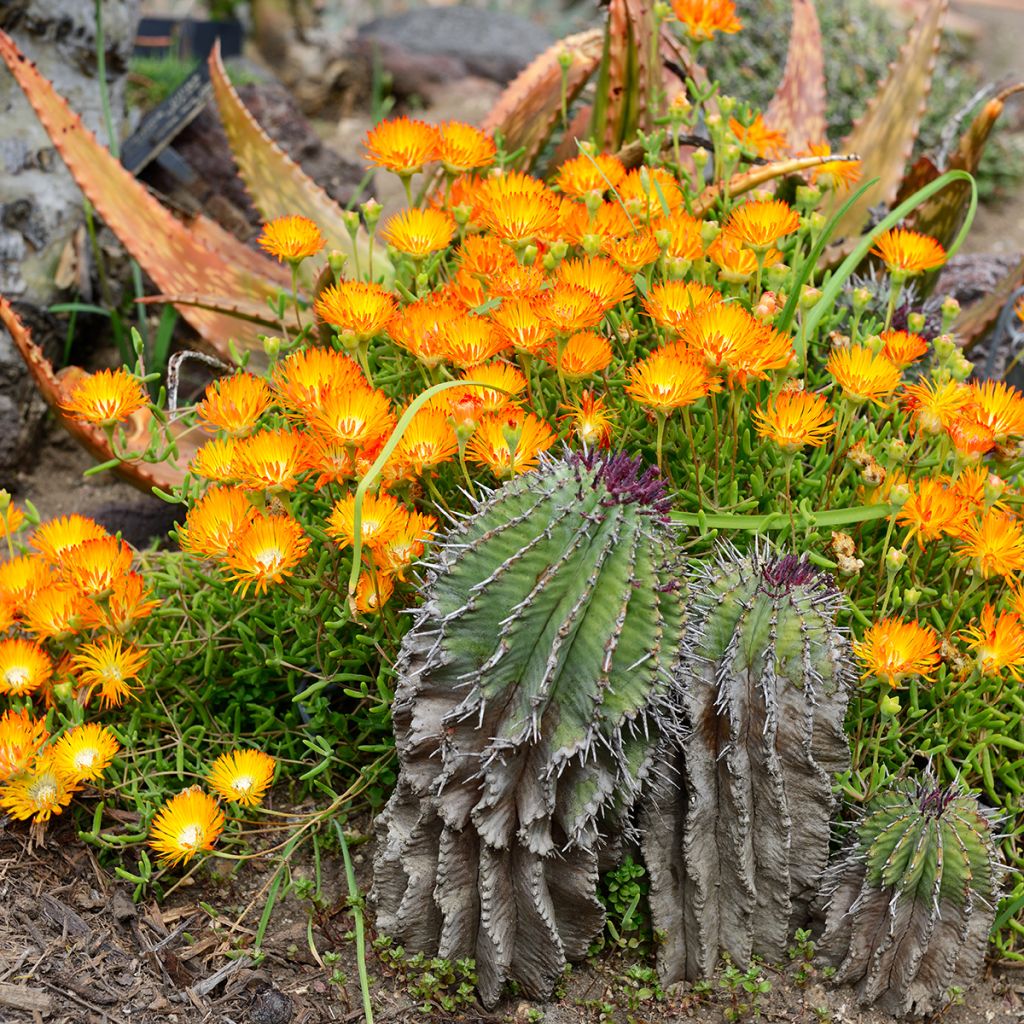Delosperma Wheels of Wonder Orange - Ice Plant