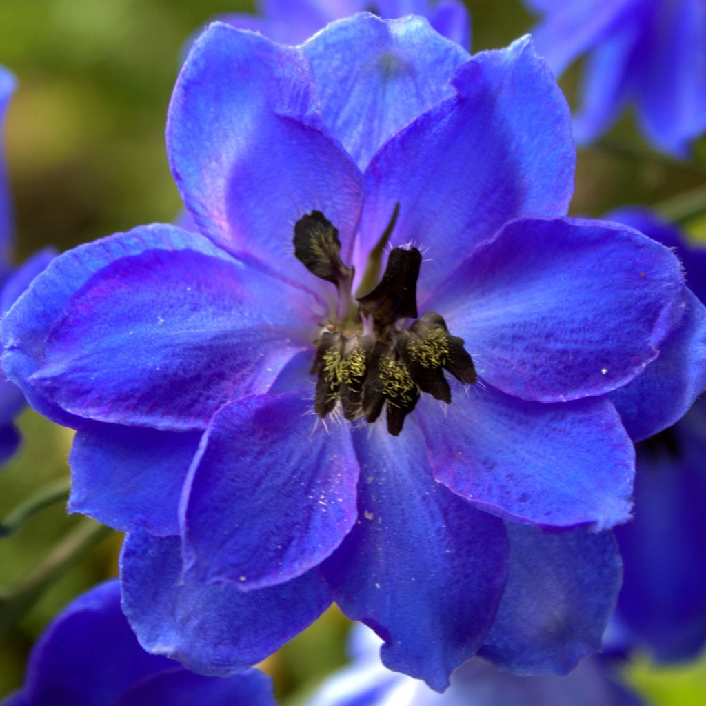 Delphinium Blue Jay - Larkspur