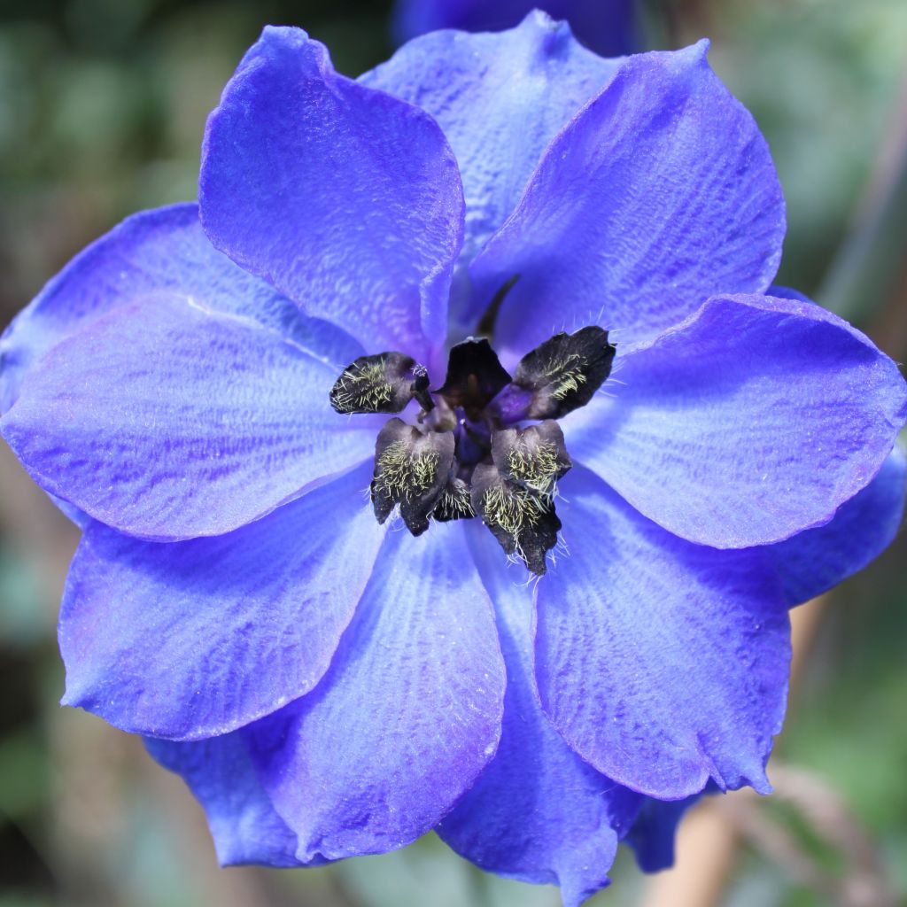 Delphinium Blue Jay - Larkspur