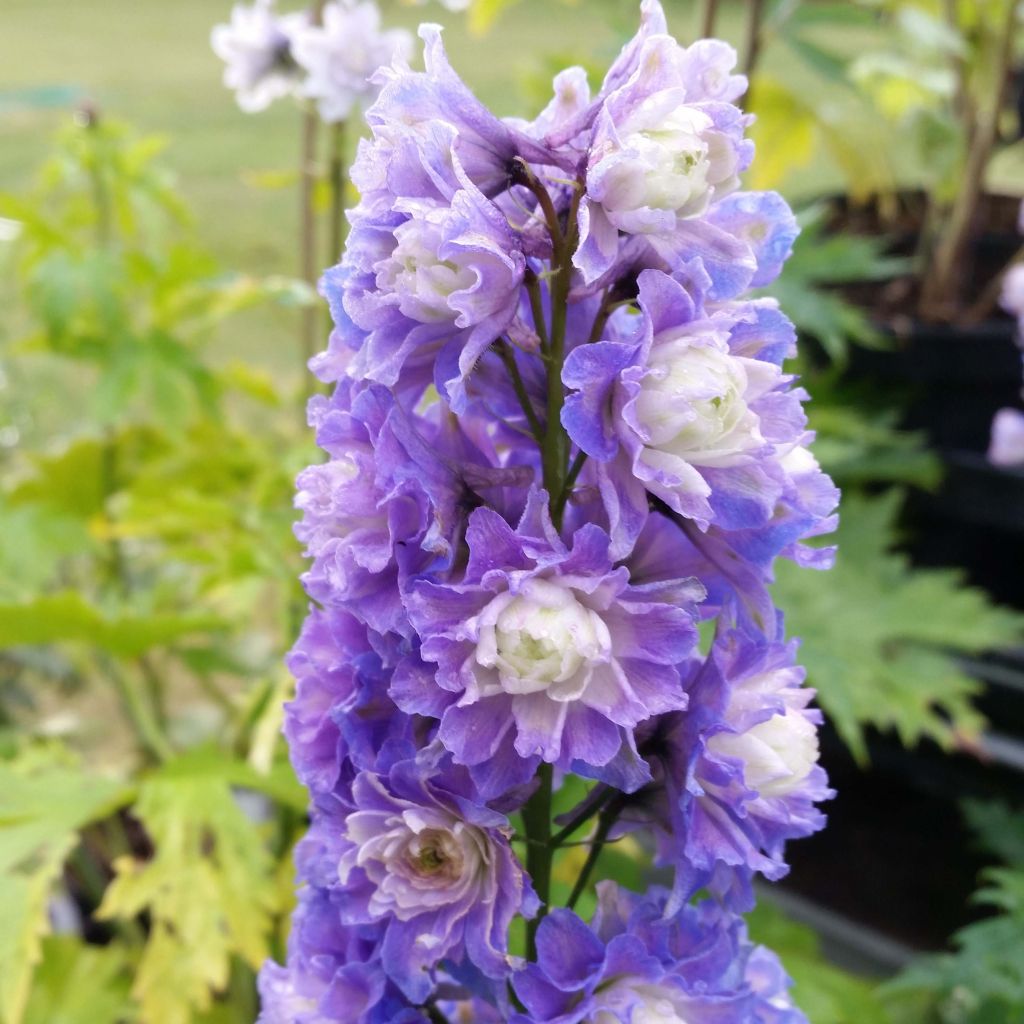 Delphinium Highlander Bolero - Larkspur