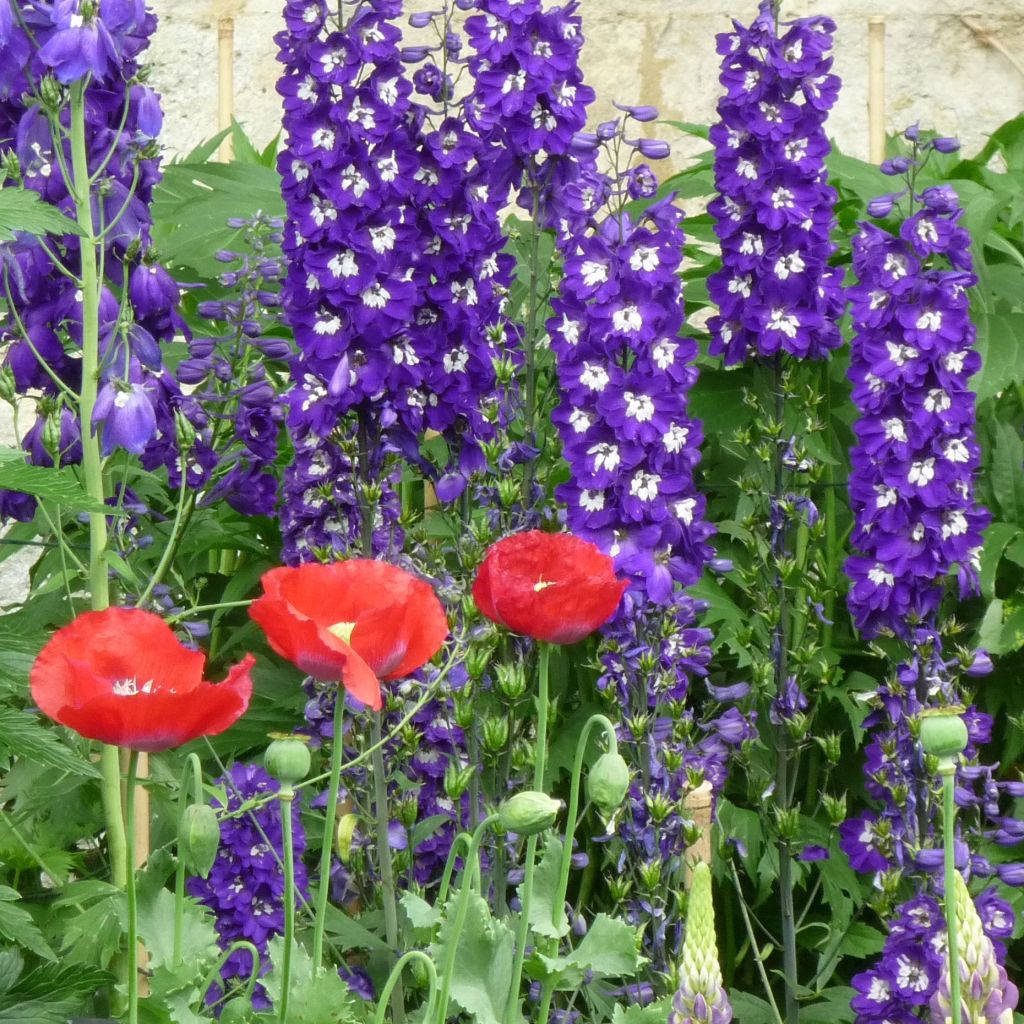 Delphinium Christel - Larkspur