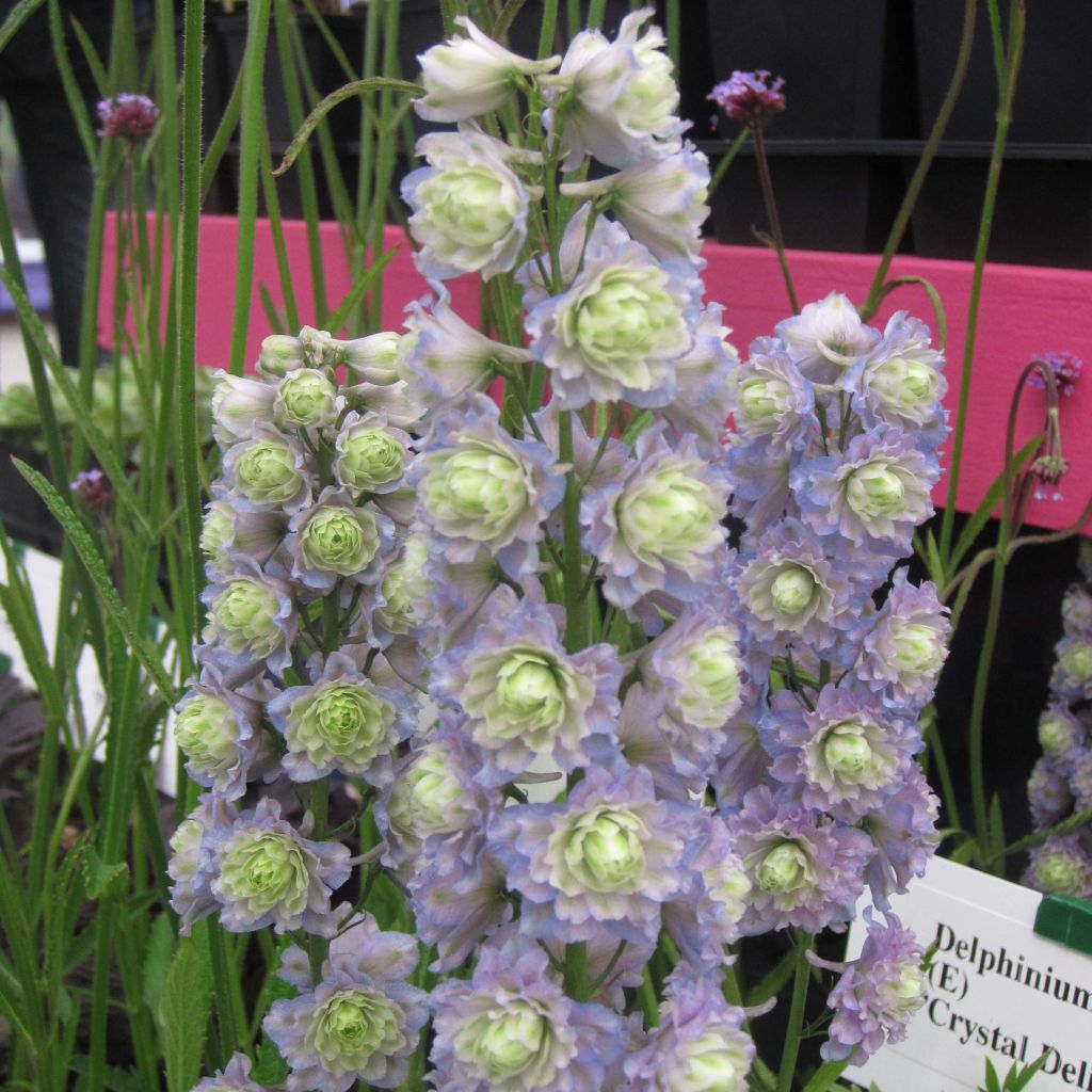 Delphinium Crystal Delight - Larkspur