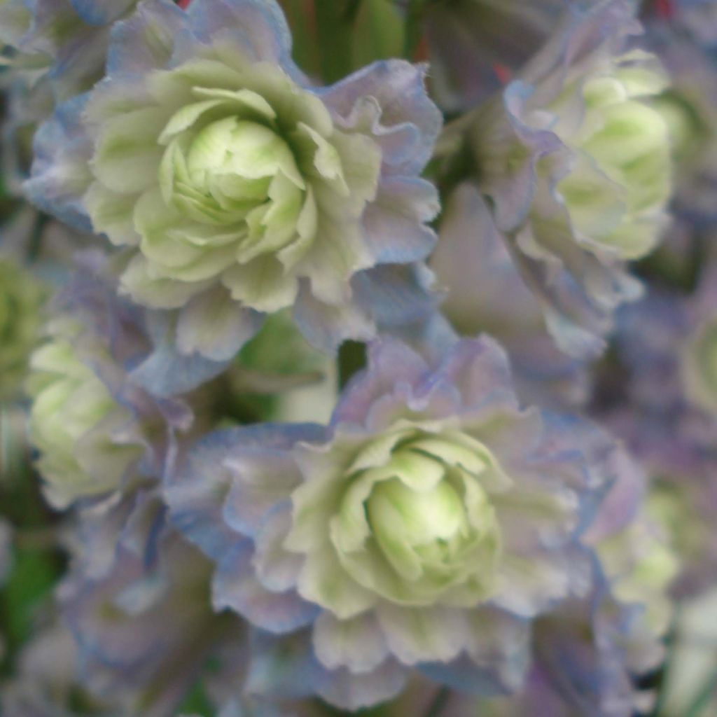 Delphinium Crystal Delight - Larkspur
