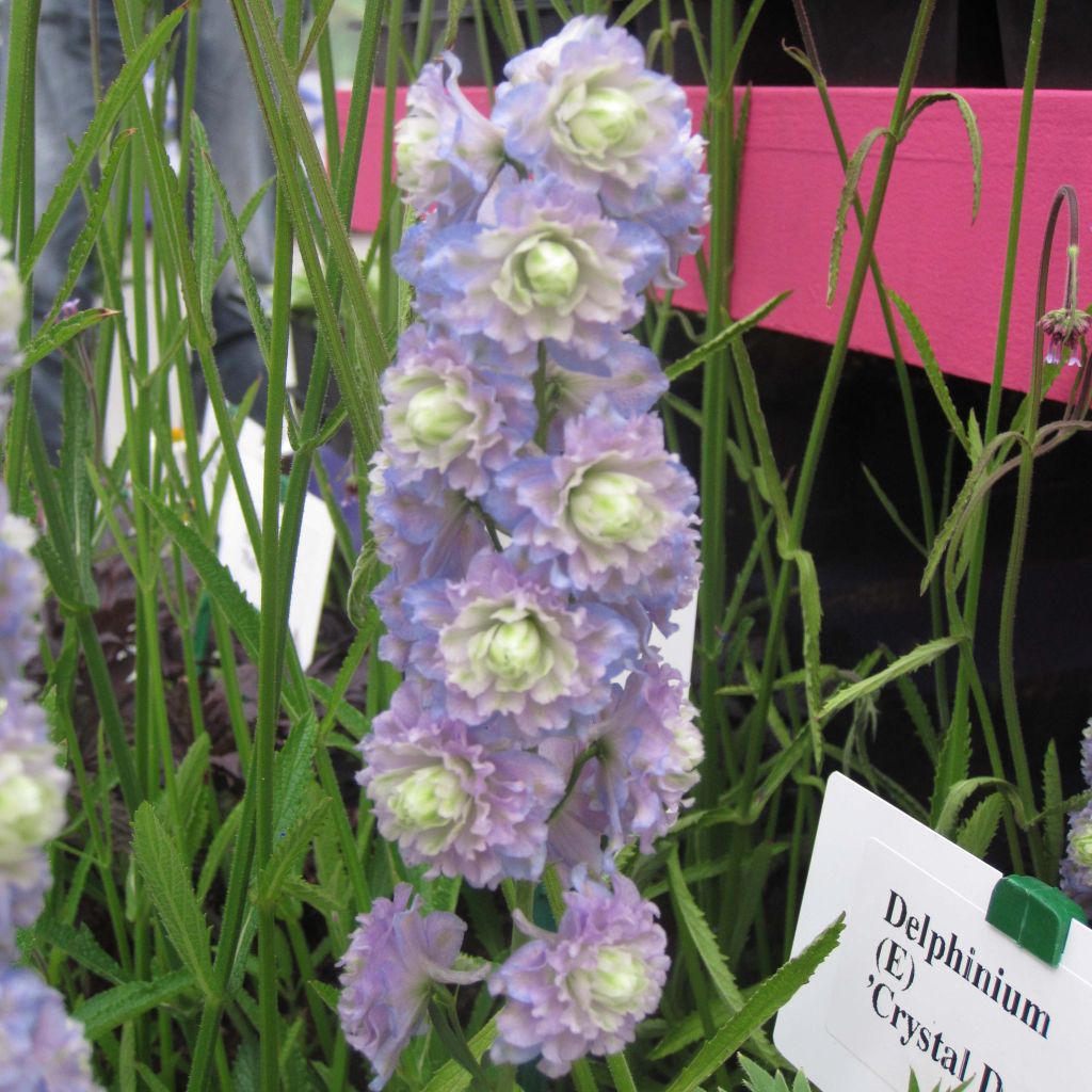 Delphinium Crystal Delight - Larkspur