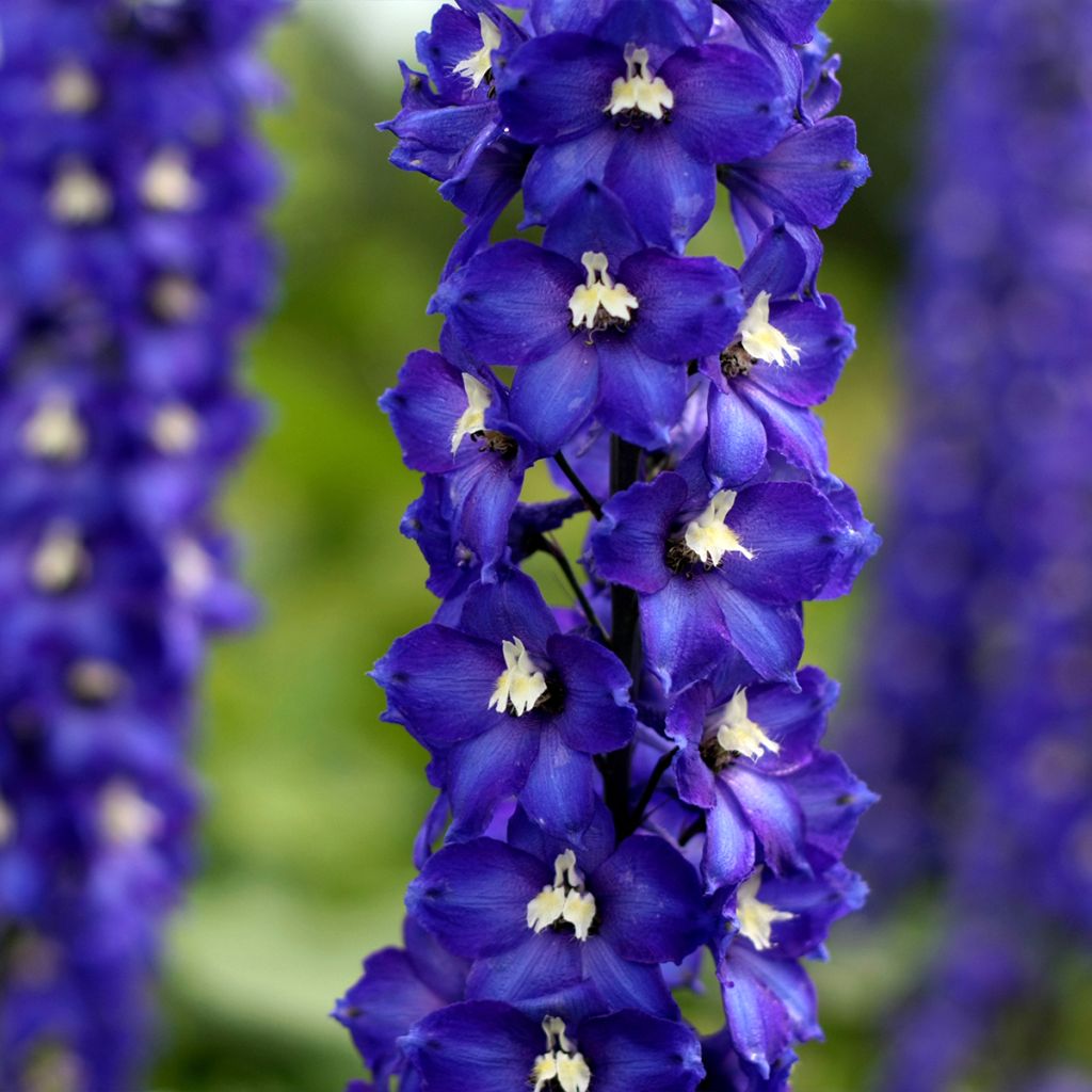 Delphinium Magic Fountains Dark Blue-White Bee - Larkspur