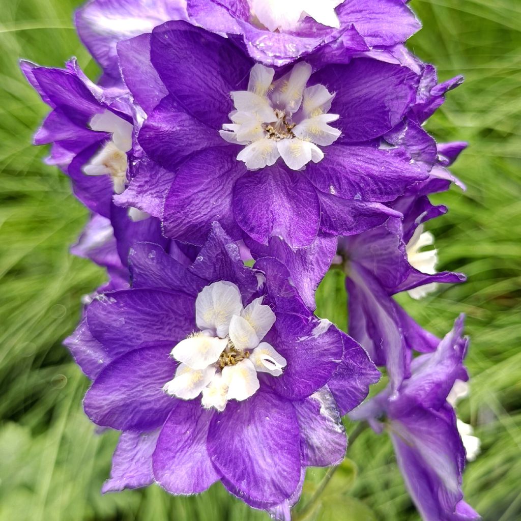 Delphinium Magic Fountains Dark Blue-White Bee - Larkspur