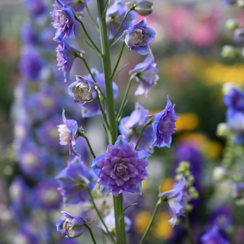 Delphinium Highlander Bolero - Larkspur
