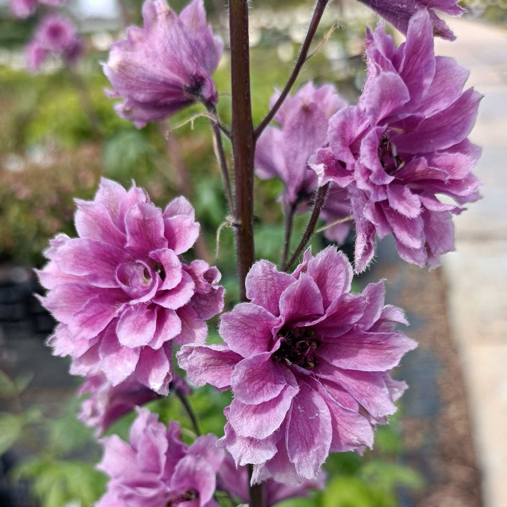 Delphinium Flamenco - Larkspur