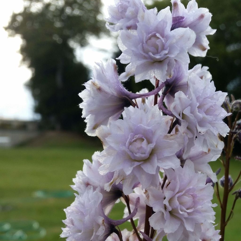 Delphinium Cha Cha - Larkspur