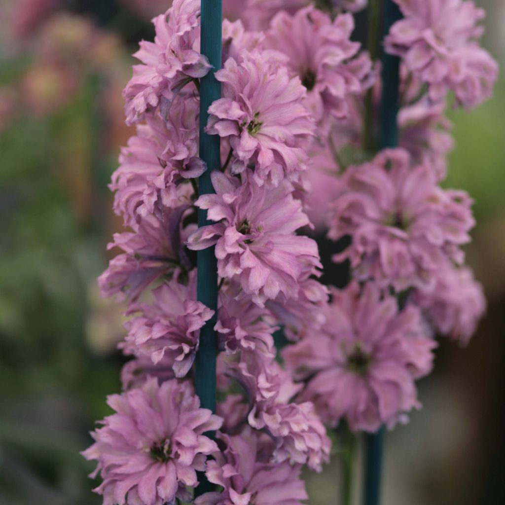 Delphinium Flamenco - Larkspur