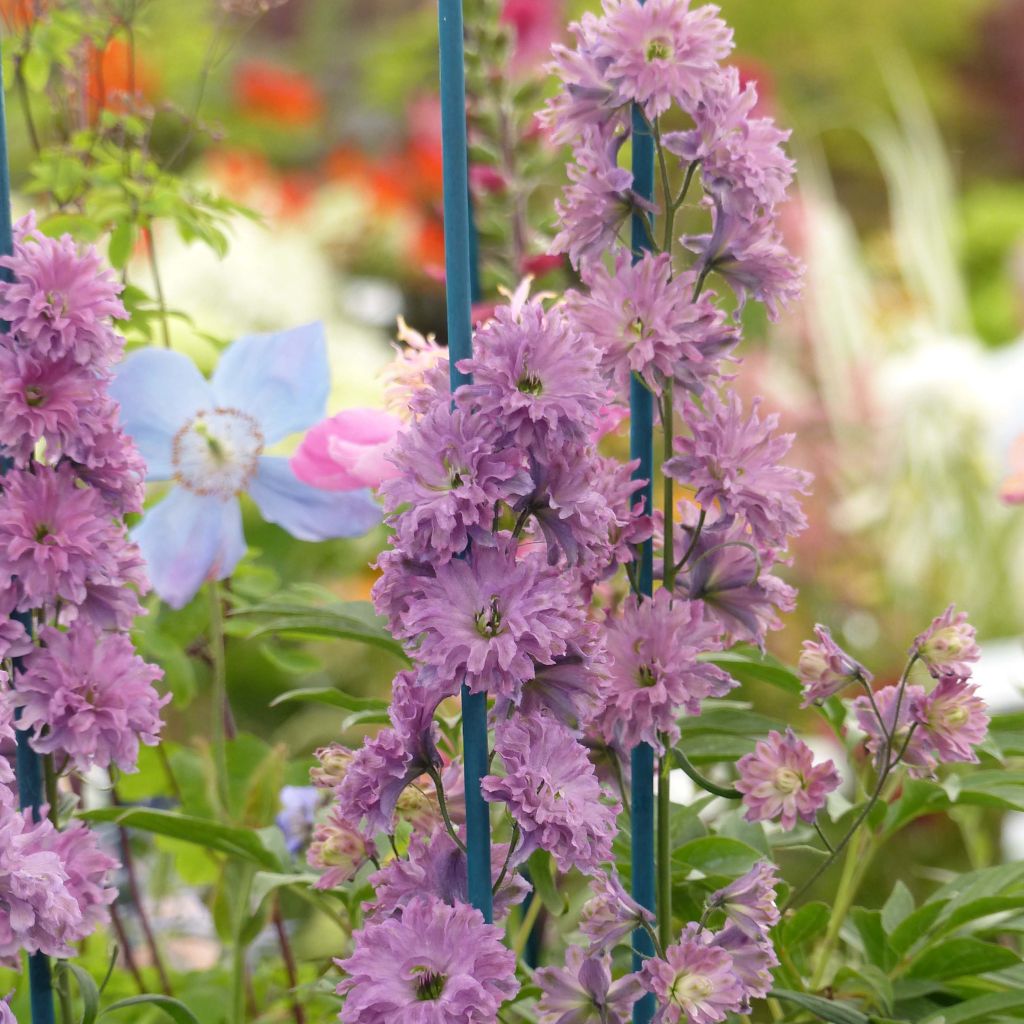 Delphinium Flamenco - Larkspur