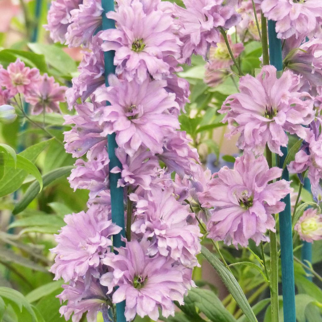 Delphinium Flamenco - Larkspur