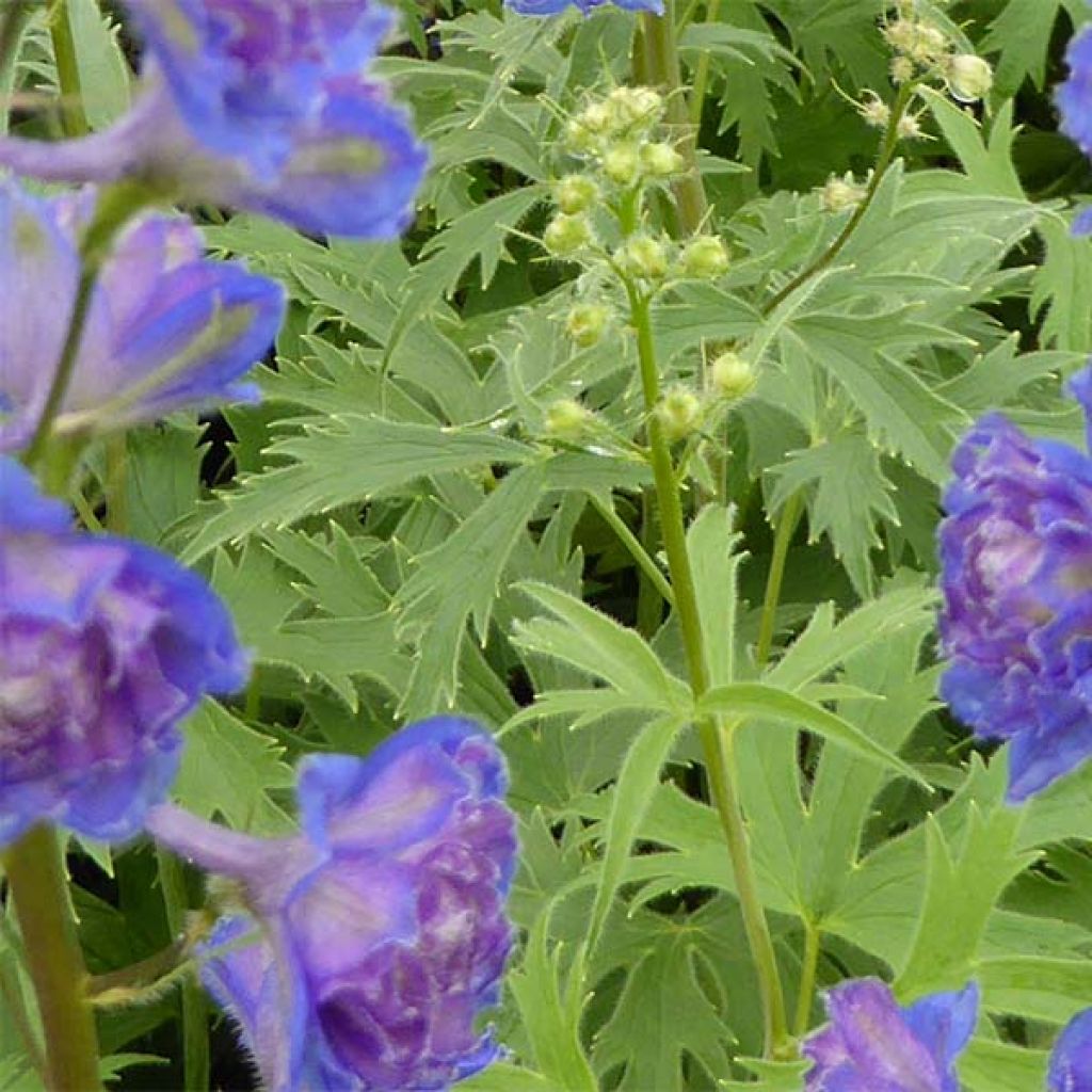 Delphinium Highlander Sweet Sensation - Larkspur
