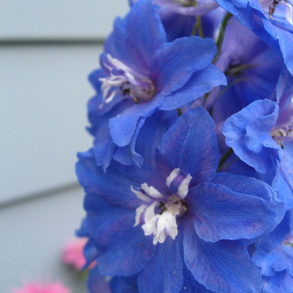 Delphinium Groupe Pacific-hybrid Blue Bird - Larkspur