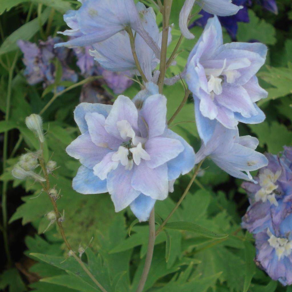 Delphinium Group Pacific-hybrid Cameliard - Larkspur