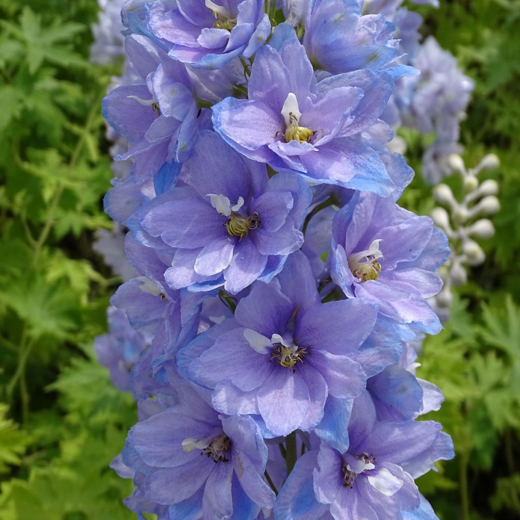 Delphinium Group Pacific-hybrid Cameliard - Larkspur
