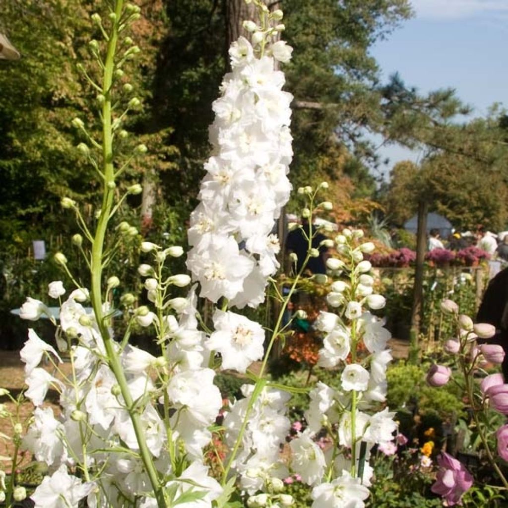 Delphinium Galahad - Larkspur