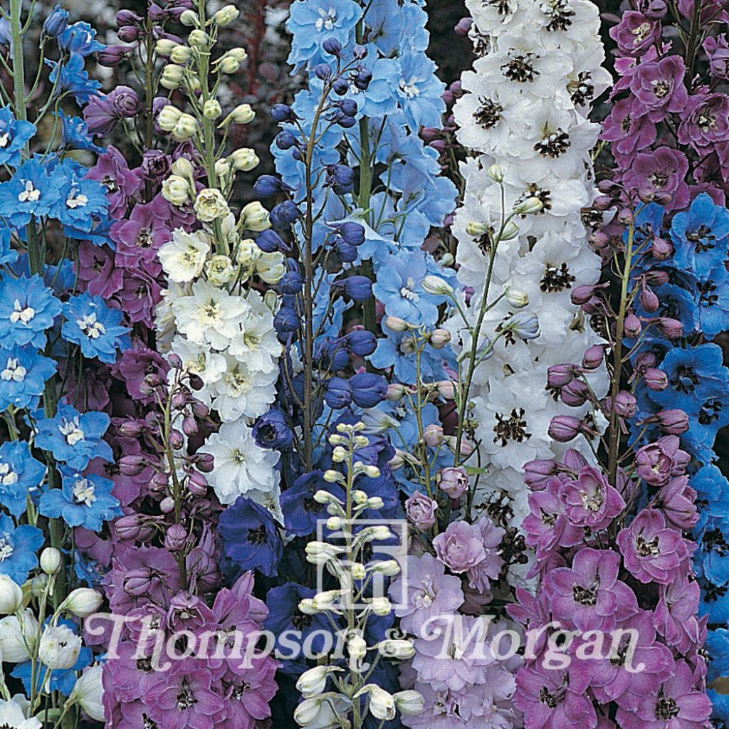 Delphinium Pacific Giants Mixed Seeds - Perennial Larkspur