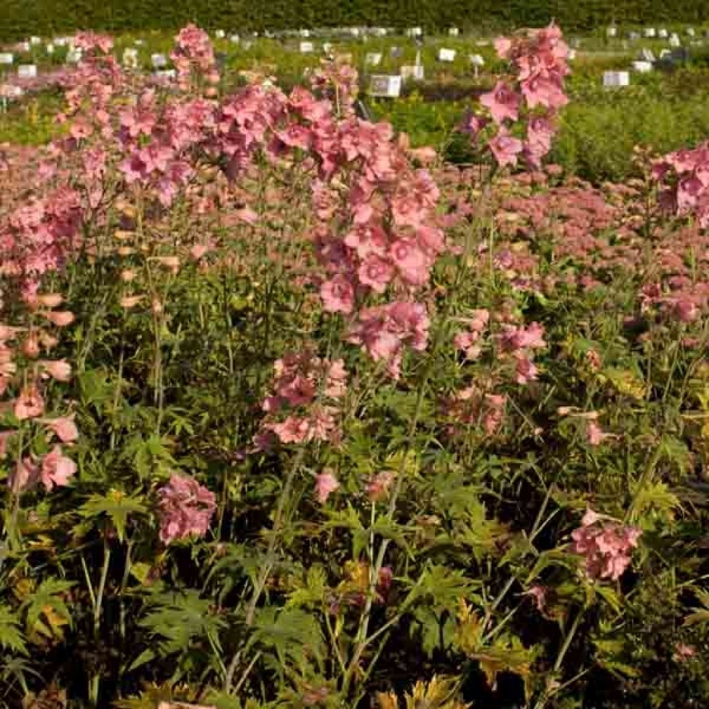 Delphinium Pink Sensation - Larkspur