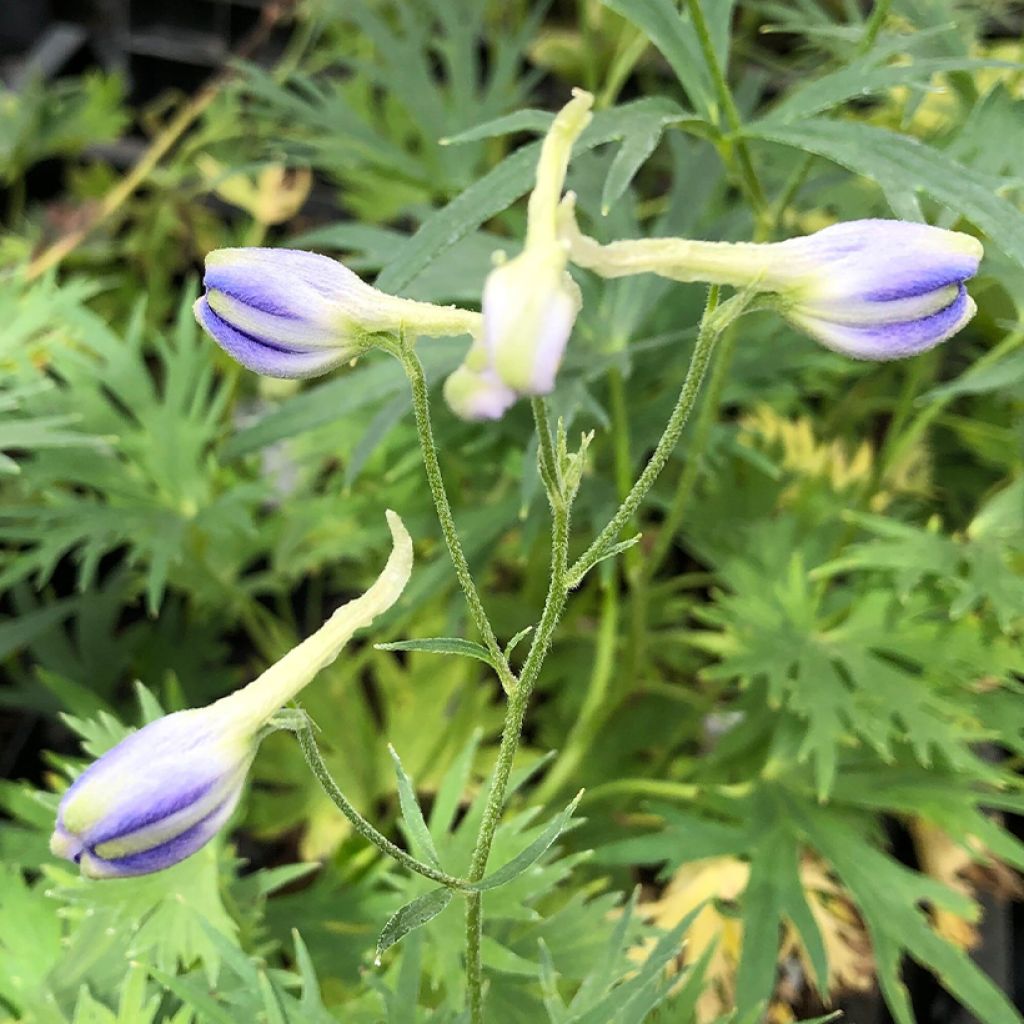 Delphinium Völkerfrieden