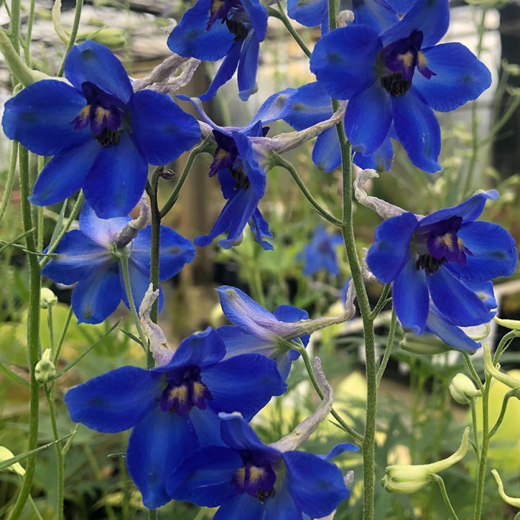 Delphinium Völkerfrieden