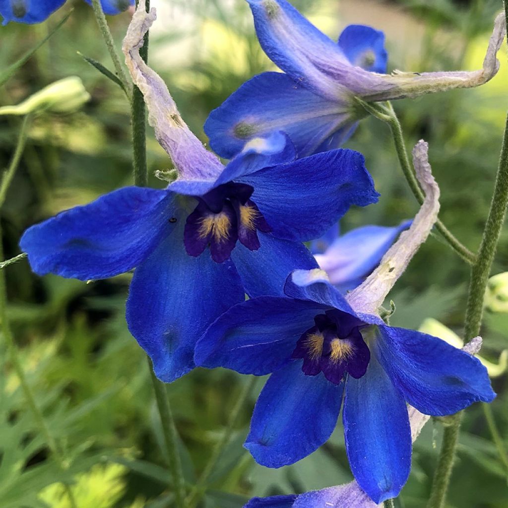 Delphinium Völkerfrieden